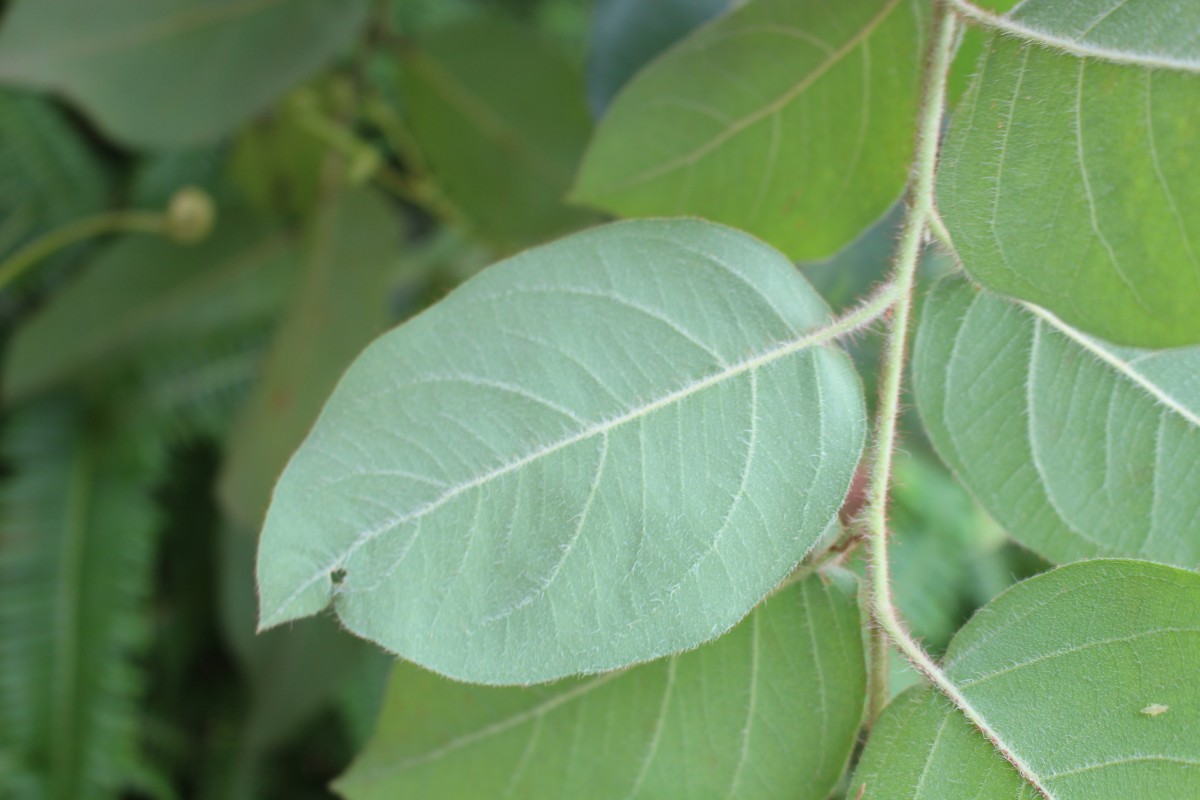 Corymbia torelliana (F.Muell.) K.D.Hill & L.A.S.Johnson